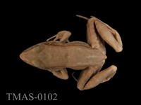 藏品(貢德氏蛙)的圖片